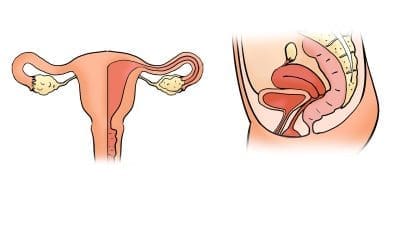 THE WONDERS OF THE PELVIC FLOOR